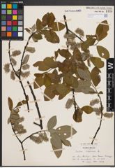 Foto von Salix caprea L.